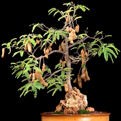 Picture of Bonsai sweet peanut seed-seed-10 peses (sweet pepper seeds) global seeds