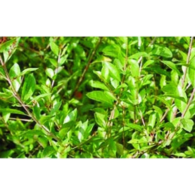 Picture of The seeds of mehndi tree (mehndi seeds) - 30 pieces