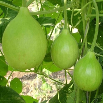 Picture of Green Round Lau Seed (Round Lau Seed) - 05 Piece