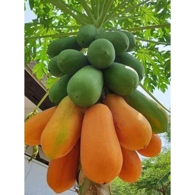 Picture of F1 Hybrid First Lady Papa Seed -20 pse