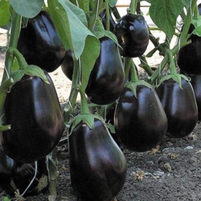 Picture of Black Fast Growing Good Looking Purple Eggplant Eggples 50 seeds