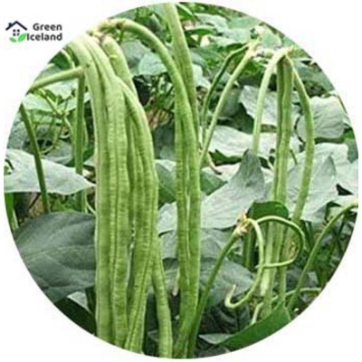 Picture of 30 pieces of natural long bean seeds