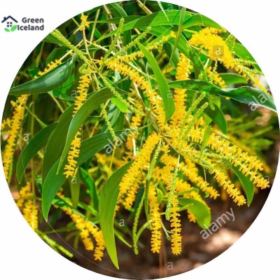 Picture of Seeds of all the season's sky trees-30 pice seeds