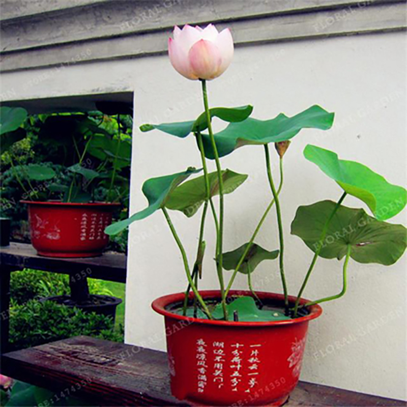 Picture of American White Lotus Flower Seeds -5 PCS (American White Padma Seed)