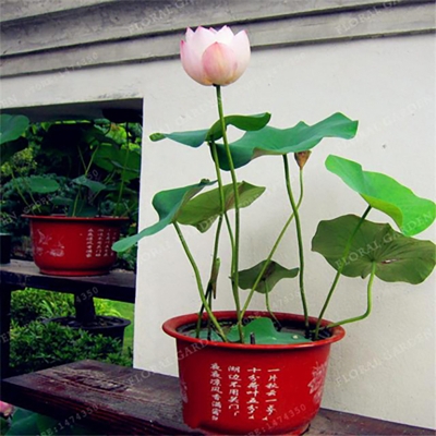 Picture of American White Lotus Flower Seeds -5 PCS (American White Padma Seed)