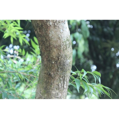 Picture of sagun tree seed 10 Pse