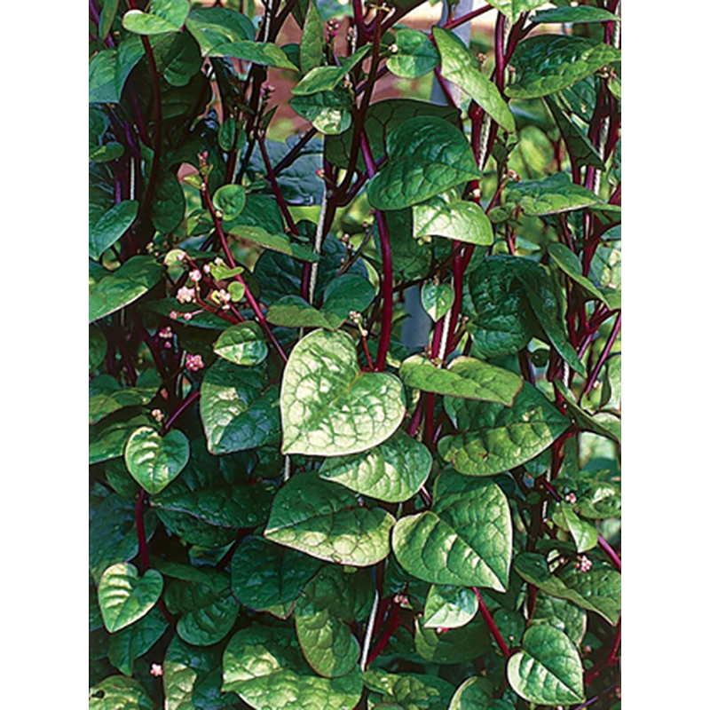Picture of Red puishak mota data seeds (the seeds of coarse data red pushes) - 10 pieces