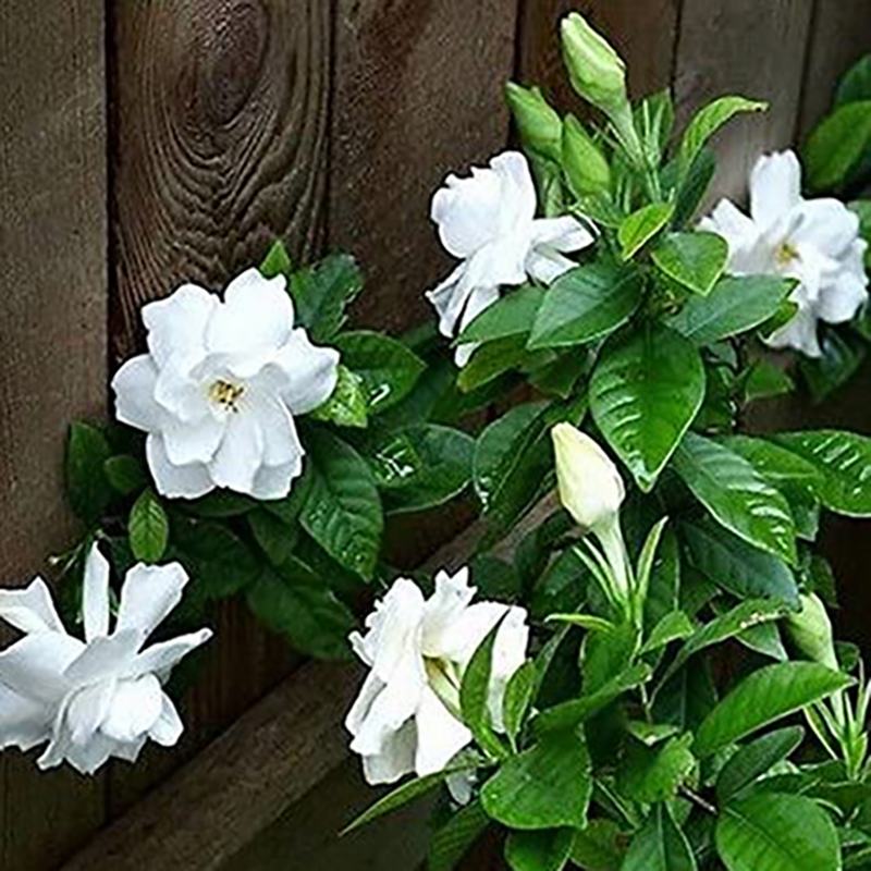Picture of Gardenia Bulbs Cape Jasmine Tree -10 Piece Seeds