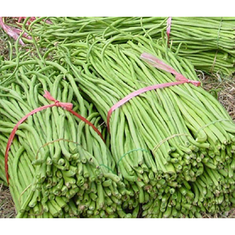 Picture of Long Bean Seeds (Seeds of Varba) 10+Pieces Intek Pack