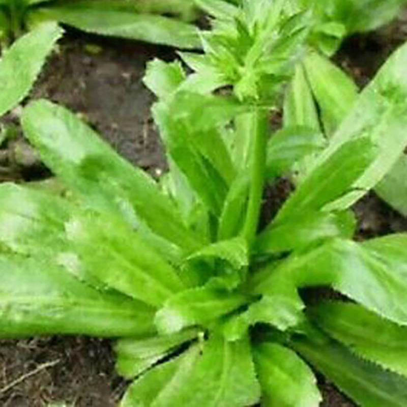 Picture of Garden/Tob Bilati Coriander Seeds (Bilati) -50 Pieces Intct packets