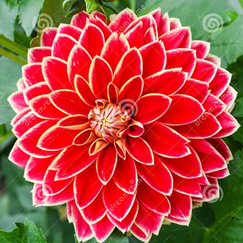 Picture of Dahlia flower seeds bonsai deep color seed -25 pice