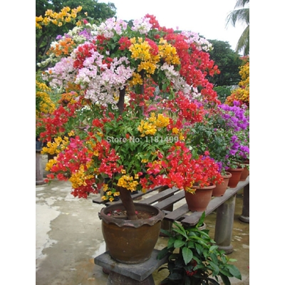 Picture of Bogenvilia Mini Seed -10 Piece (Global Seed)