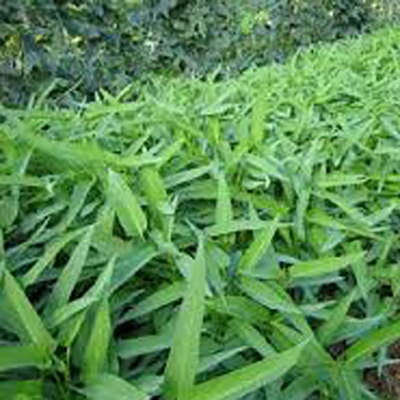Picture of Kolmi/water spinach seeds (seeds of cultivated leaf) - 100+ pieces