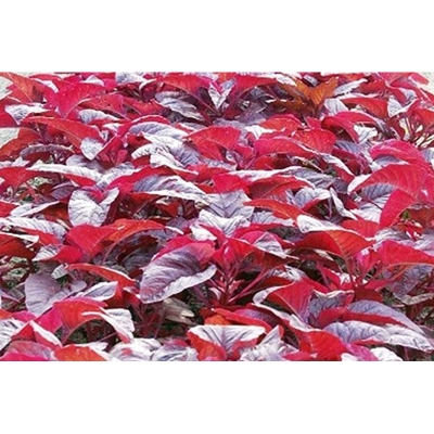 Picture of Lal Shak/Red Spinach Seeds (Red Bean Seeds) -1000 Pieces Intek Pack