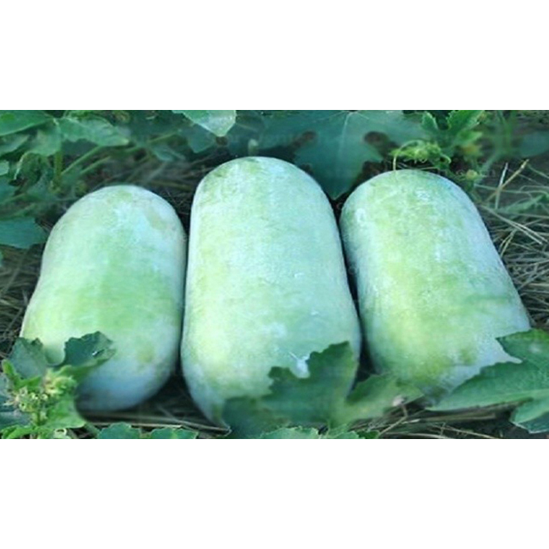 Picture of Wax gourd/chalkumra (rice cucumber seed) seed - 90 pieces intake pack