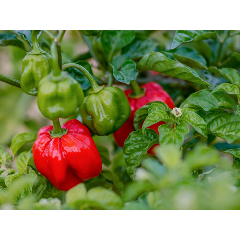 Picture of Naga Chili Seeds - 25+PCS Packet (Bermassi Bombay Chilli Seed Intake Packet)