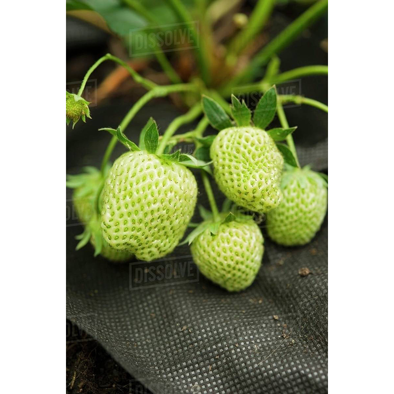 Picture of Green Strawberry Seed Fruit Seeds Inherit the Super Strawberry Garden Seed-50 Peace Seeds
