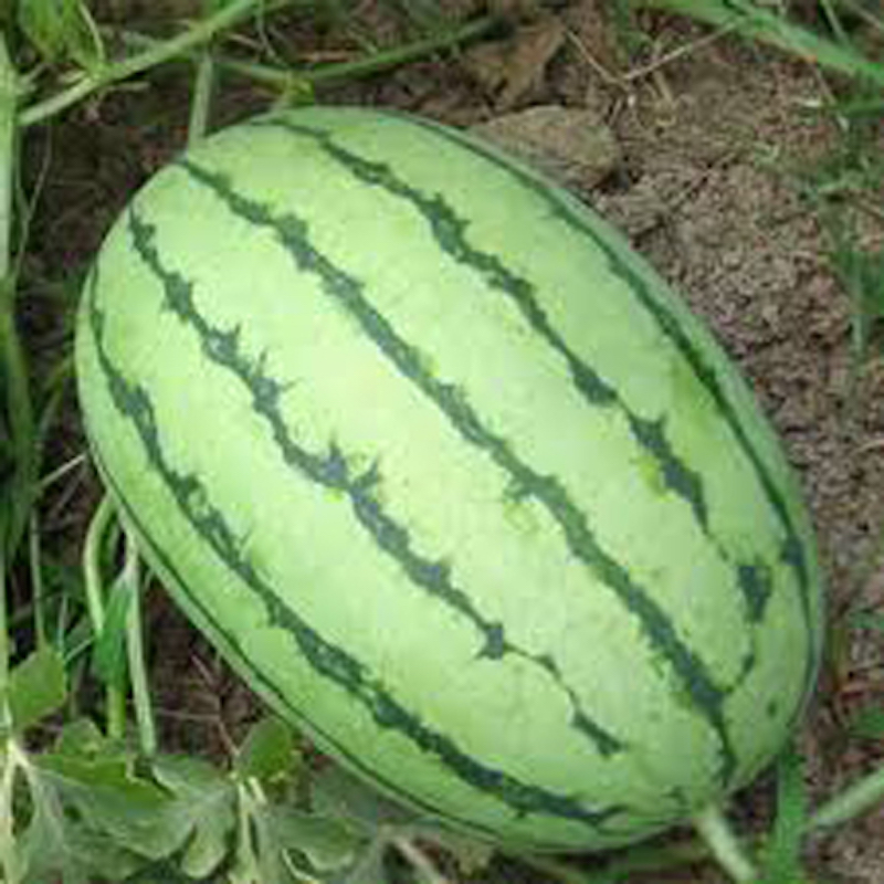 Picture of Sugar Baby Watermelon Seeds Citrulus Lantus Fruit Seed Garden Decoration Plant-10 Peace Seeds