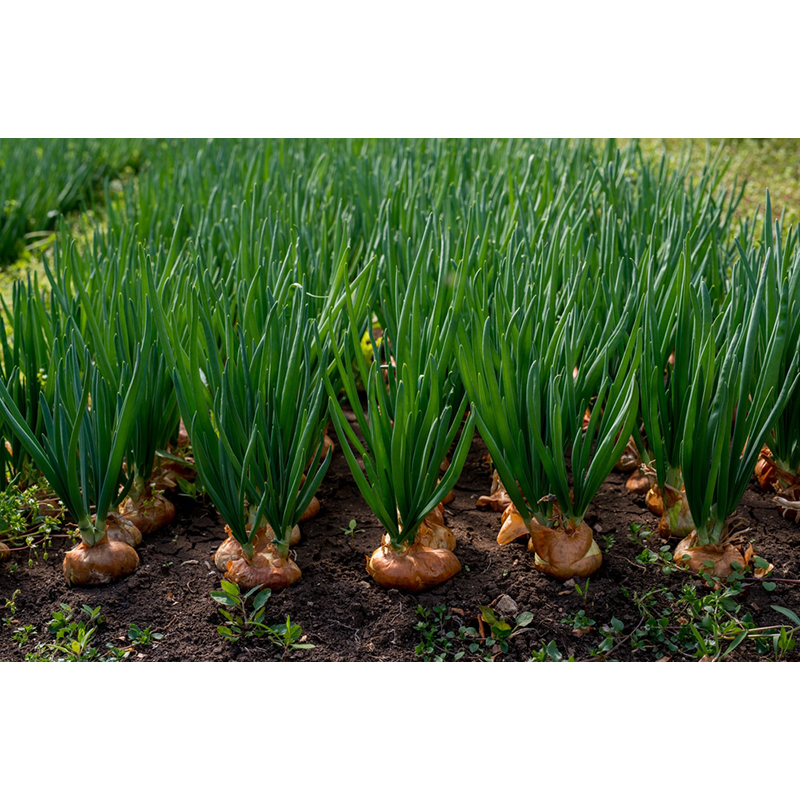 Picture of Bangladeshi Piaz Biz 5 Piece
