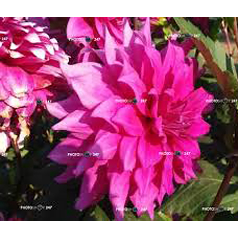 Picture of Dahlia flower seeds bonsai pink-colored seed -25 pice