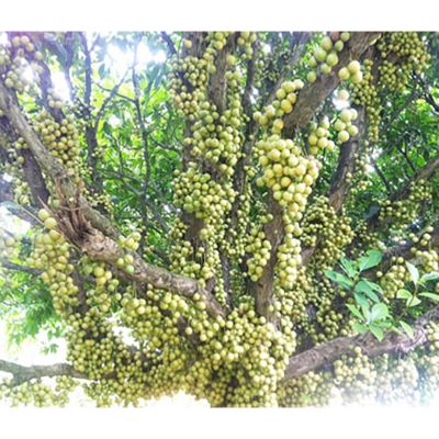 Picture of 5 PCS Latkan Tree Seeds (Biz of Pendant Trees)