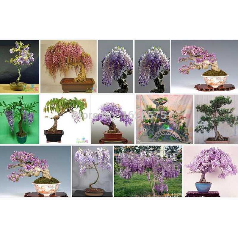 Picture of 10pcs Rare Gold Mini Bonsai Wisteria Tree Seeds