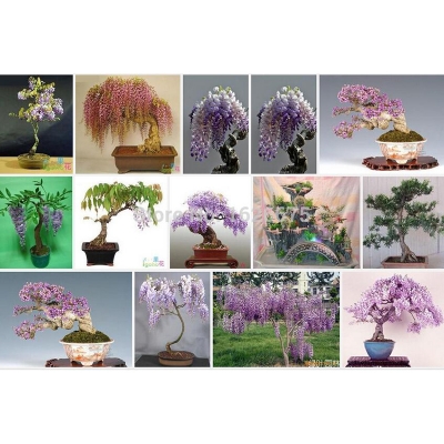 Picture of 10pcs Rare Gold Mini Bonsai Wisteria Tree Seeds