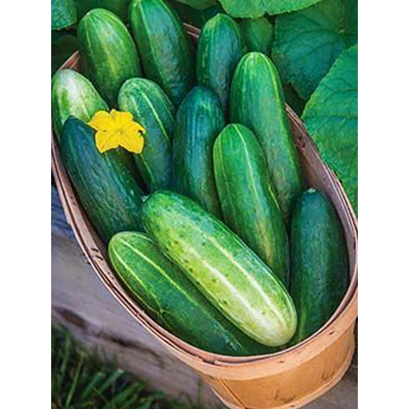 Picture of All Season Cucumber Seed (Bermassi Cucumber Seed) - 20 Pieces Intec Pack