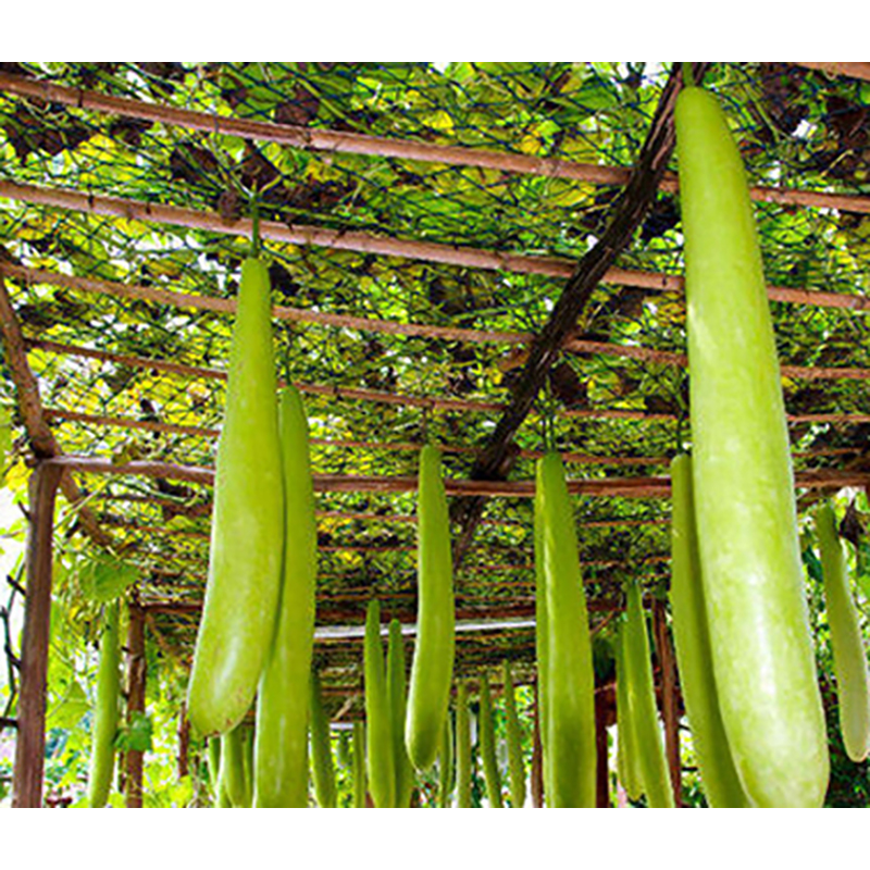 Picture of Long Green Lau Seeds - 10 Pieces (Intek Packet)