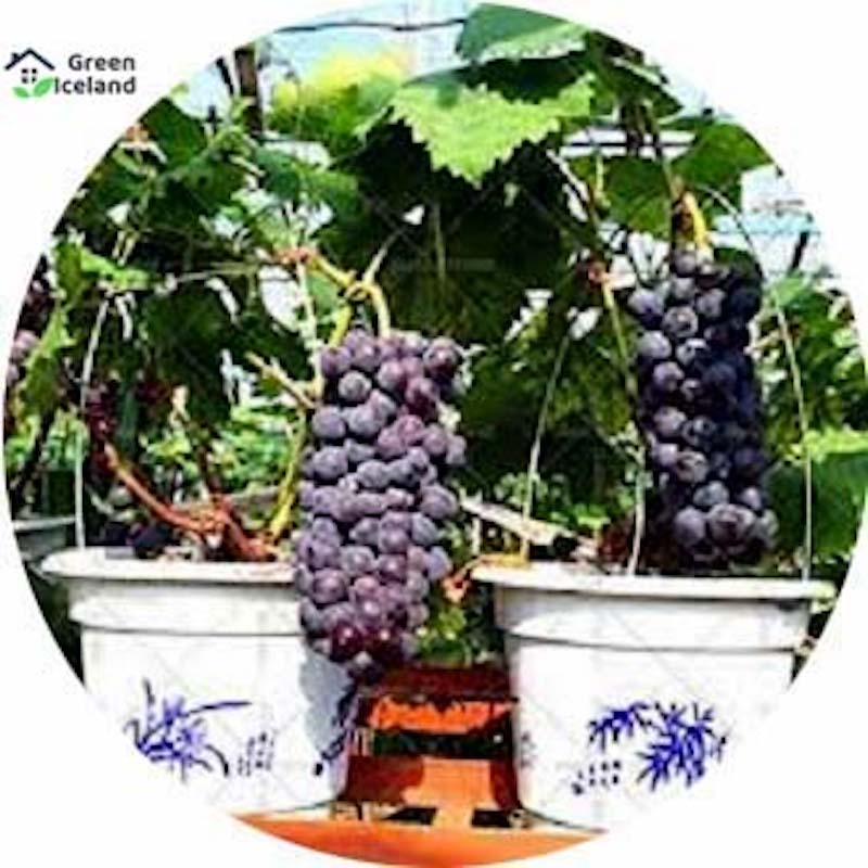 Picture of 10 Piece Black Finger Grapefruit -10 Piece Seed (imported global seeds)