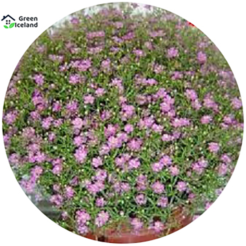 Picture of Gypsophila flower seeds (zipsi flower seeds) - 100 pce seeds