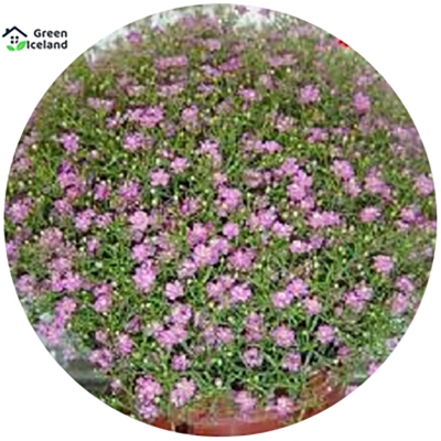 Picture of Gypsophila flower seeds (zipsi flower seeds) - 100 pce seeds