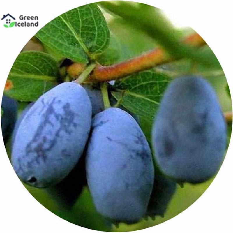 Picture of Lawnisara Kerulia Fruit Seeds (Haniberi blueberry) -50 Peace Seeds