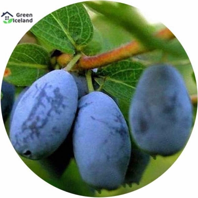 Picture of Lawnisara Kerulia Fruit Seeds (Haniberi blueberry) -50 Peace Seeds
