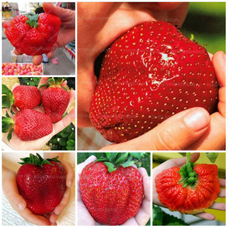 Picture of Bonsai Strawberry Seed -20 Piece (Global Seed)