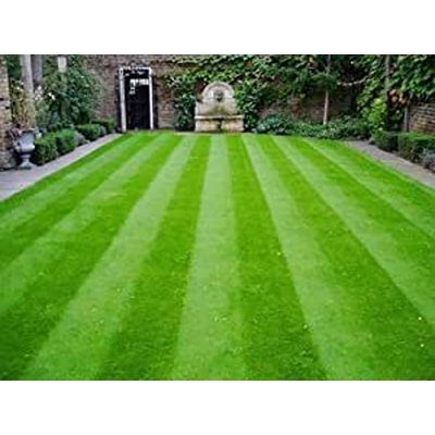 Picture of Lawn Grass (Carpet Grass) Seed/Seed- 200 PCS Seeds