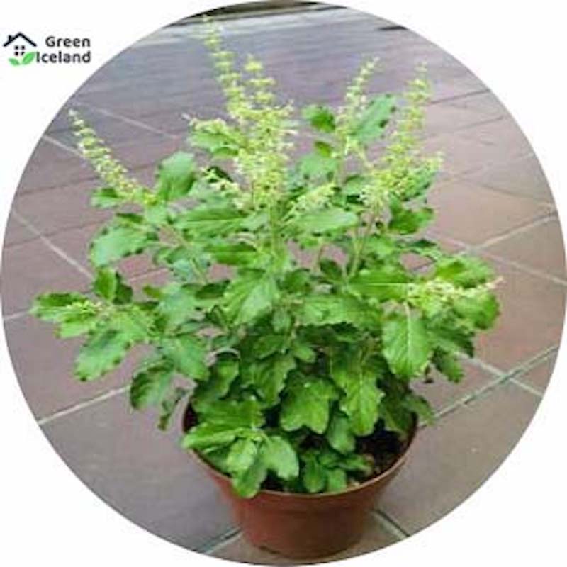 Picture of Global Basil/Tulsi Seed -15 Piece Seeds
