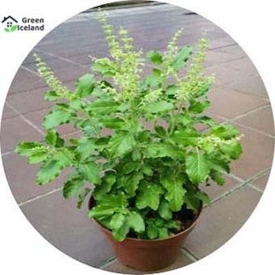 Picture of Global Basil/Tulsi Seed -15 Piece Seeds