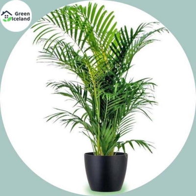 Picture of 5 Piece natural bicycles/lady palm seeds