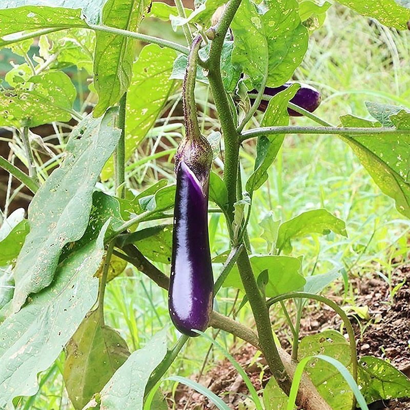 Picture of Global long eggplant seeds (tall eggplant seeds) - 10 pieces seeds