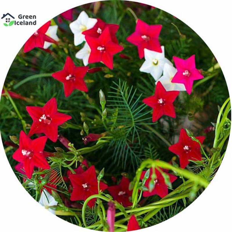 Picture of Cunjo Flower Seed -20 Piece Seed (imported global seeds)