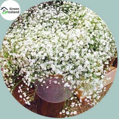 Picture of Natural Gypsy Flower Seeds (Zipsi Flower Seed) - 50 PCS Seeds