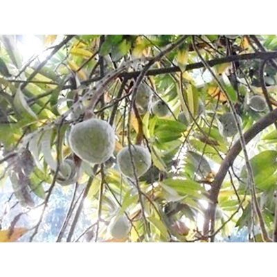Picture of Ata seed seed-10 pc