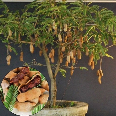 Picture of Bonsai sweet peanut seed-seed-10 peses (sweet pepper seeds) global seeds