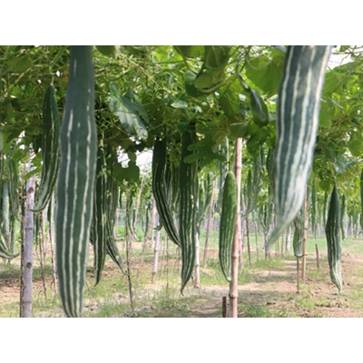 Picture of Snake gourd seeds- 30+ pieces (chichinga/cushion seed intake packet)