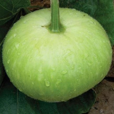Picture of Green Round Lau Seed (Round Lau Seed) - 05 Piece