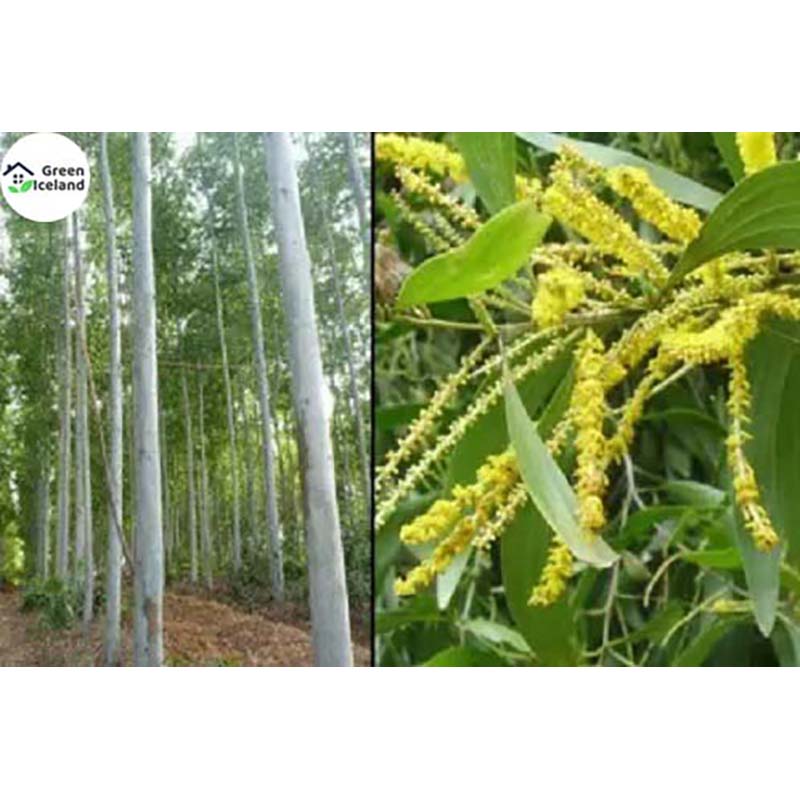 Picture of Seeds of all the season's sky trees-30 pice seeds