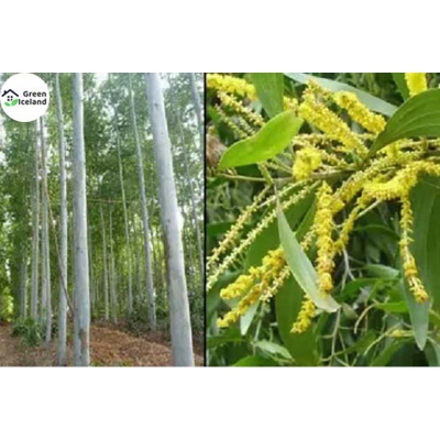Picture of Seeds of all the season's sky trees-30 pice seeds