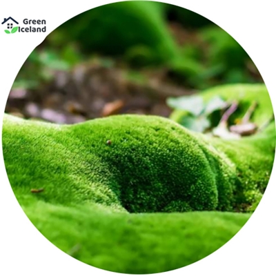 Picture of Natural moss aquestic tree water grass seed-50 pc seeds