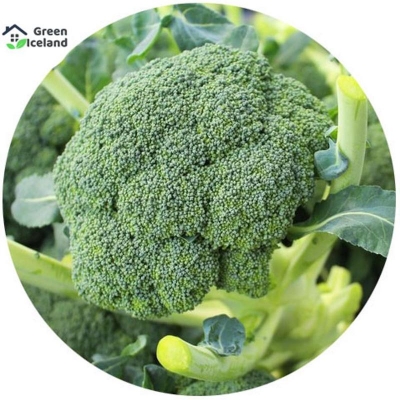 Picture of Broccoli Seeds (Broccoli Seeds) - 20 Piece Seeds